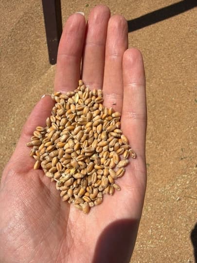 Raw Wheat Grain Seeds